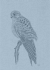 European kestrel - Cadet